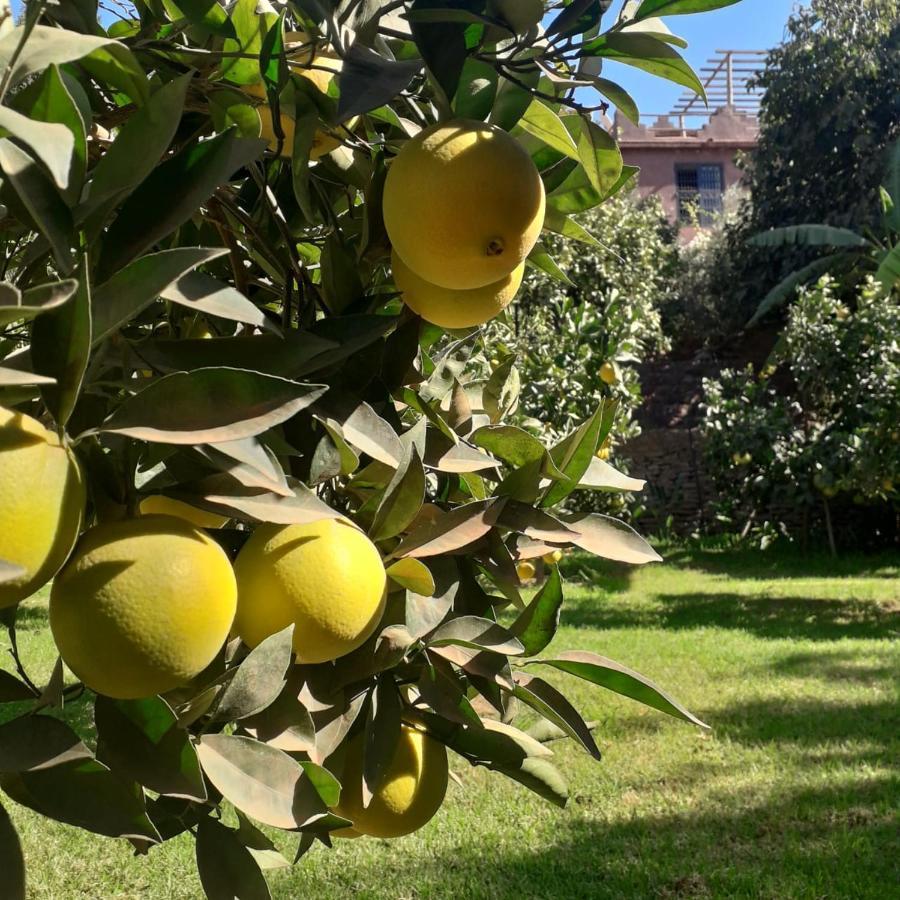 Отель Ourika Timalizene Le Jardin Des Delices Tamezindert Экстерьер фото
